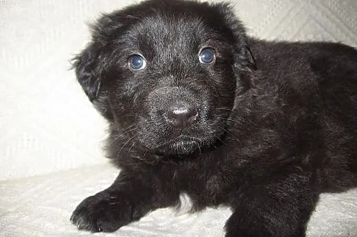 Czarna sunia mix owczarka 6 tyg,adopcja!!, świętokrzyskie Kielce