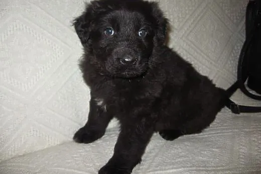 Czarna sunia mix owczarka 6 tyg,adopcja!!,  święto