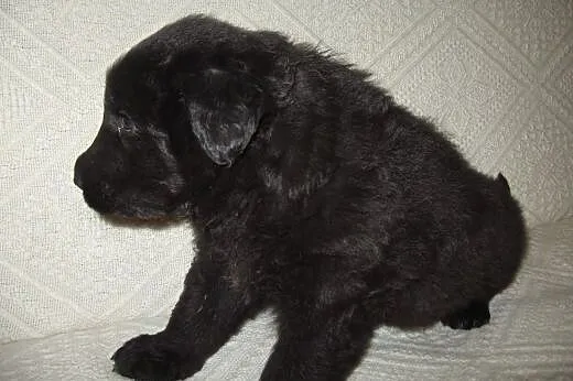 Czarna sunia mix owczarka 6 tyg,adopcja!!,  święto