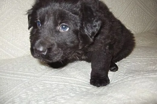 Czarna sunia mix owczarka 6 tyg,adopcja!!,  święto