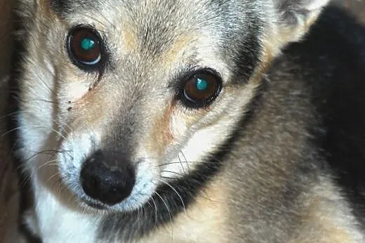 Maleńka Czajka - nieco płochliwa, wrażliwa, grzeczna suczka. Adopcja,  małopolskie Kraków