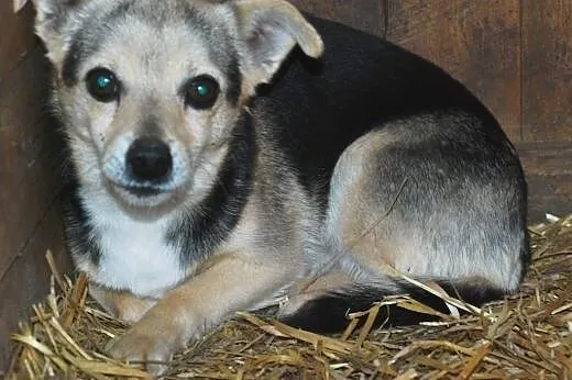 Maleńka Czajka - nieco płochliwa, wrażliwa, grzecz