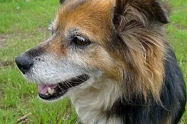 Malutki piesek - ogromny pieszczoszek! Przygarniesz Kręciołka?,  dolnośląskie Wrocław