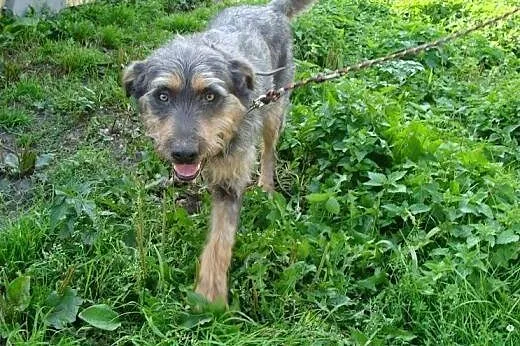 Pankracy - towarzyski psiak poleca się do adopcji,