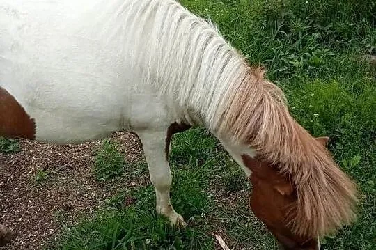 Konie kucyki, Świętokrzyskie, Kazimierza Wielka