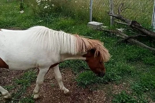 Konie kucyki, Świętokrzyskie, Kazimierza Wielka