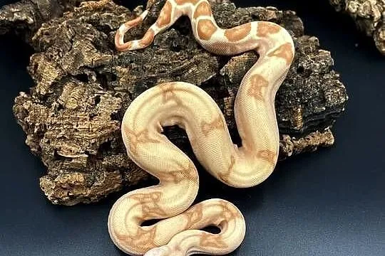 Boa imperator/Boa cesarski VI