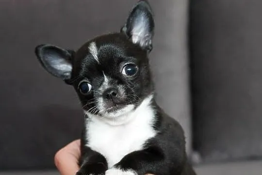 Chihuahua czarno biała suczka ZKwP FCI
