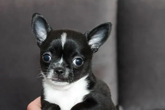 Chihuahua czarno biała suczka ZKwP FCI, Zachodniopomorskie, Świnoujście