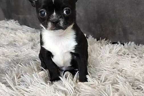 Chihuahua czarno biała suczka ZKwP FCI, Zachodniopomorskie, Świnoujście