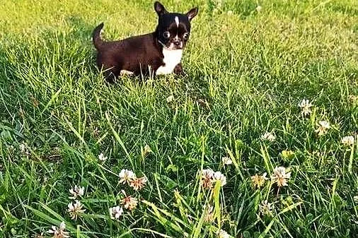 Chihuahua czarno biała suczka ZKwP FCI, Zachodniopomorskie, Świnoujście