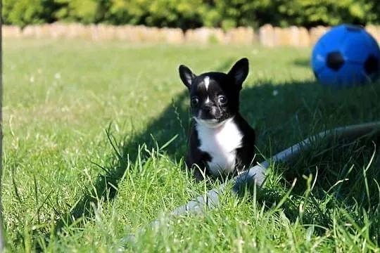 Chihuahua czarno biała suczka ZKwP FCI, Zachodniopomorskie, Świnoujście
