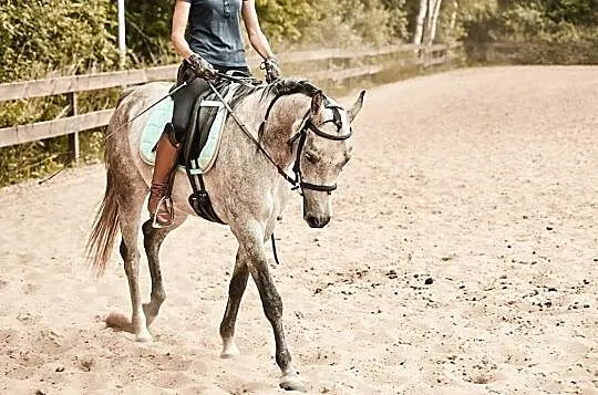 Kupię konia, , Witnica