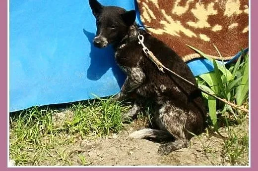 Mała 6 kg,przerażona sunia ASZKA,delikatna i łagod