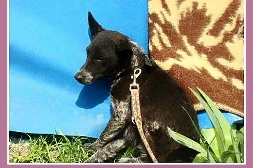 Mała 6 kg,przerażona sunia ASZKA,delikatna i łagod