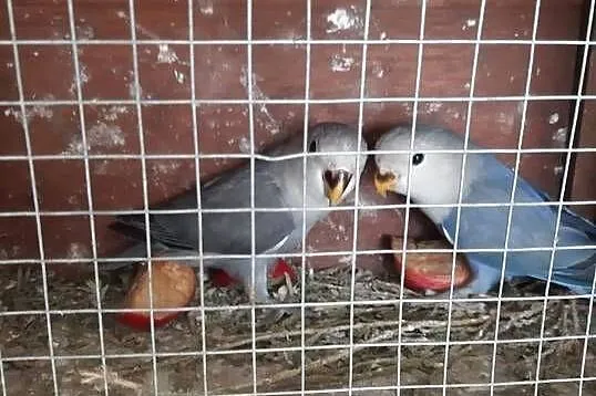 Papugi nierozłączki, Świętokrzyskie, Jędrzejów
