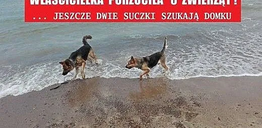 PILNE!! owczarkowate pieski szykają domu , mazow