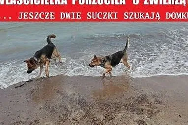 PILNE!!  owczarkowate pieski szykają domu ,  mazow