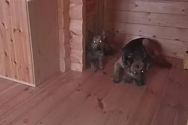 PILNE!!  owczarkowate pieski szykają domu ,  mazow