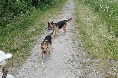 PILNE!!  owczarkowate pieski szykają domu ,  mazow