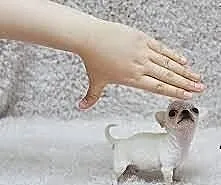 Chihuahua-teacup- najmiejszy piesek XXXXXSSS- najł
