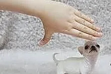 Chihuahua-teacup- najmiejszy piesek XXXXXSSS- najł