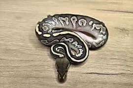 Pyton królewski Butter Mahogany