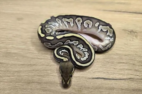 Pyton królewski Butter Mahogany