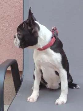 Boston terrier Piękne zarejestrowane suczka na sprzedaż, Mazowieckie, Warszawa