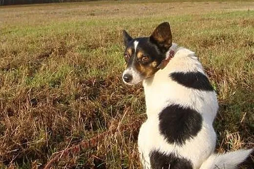 Maleńki Amigo prosi o dom i miłość! Taki okruszek 