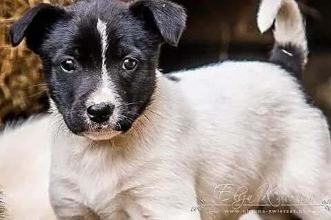 EFI  -SŁODKA    trikolorka - 7tyg.   szczeniak do PILNEJ ADOPCJI,  mazowieckie Warszawa