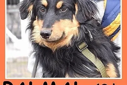 13 kg, do spokojnego domu, bez dzieci, sympatyczny psiak PALMAL.Adopcja,  małopolskie Kraków