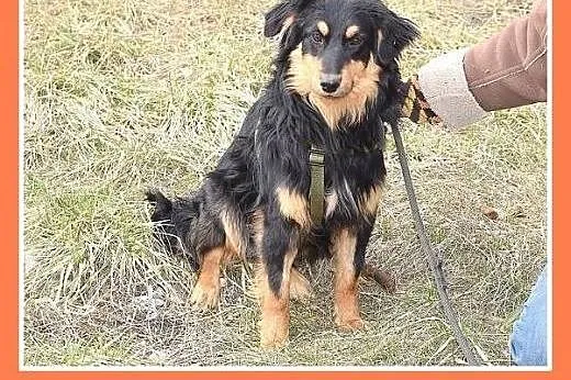 13 kg, do spokojnego domu, bez dzieci, sympatyczny
