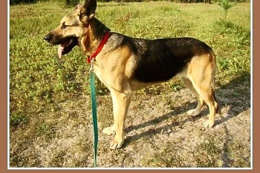 1,5 roczna, 35 kg, przyjacielska suczka LARA,owcza