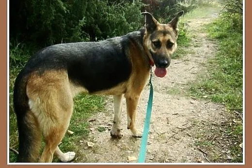 1,5 roczna, 35 kg, przyjacielska suczka LARA,owcza