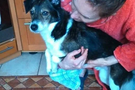 Daj mu SZANSĘ na NOWE życie - Dingo,  mazowieckie Warszawa