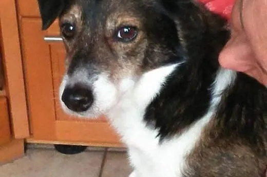 Daj mu SZANSĘ na NOWE życie - Dingo,  mazowieckie 