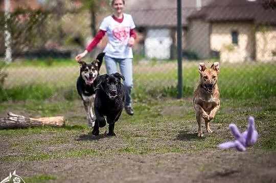 Urocza dama czeka na swoją Panią lub swojego Pana - Lorka, Małopolskie, Kraków