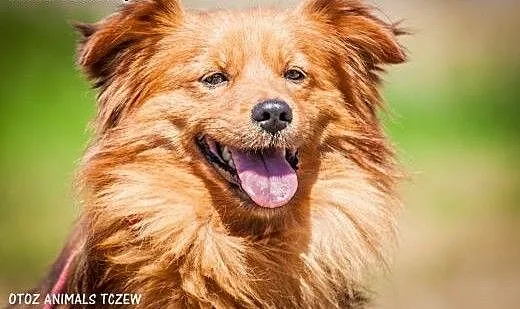 OTOZ Animals - Rudi - śliczny rudzielec czeka na k