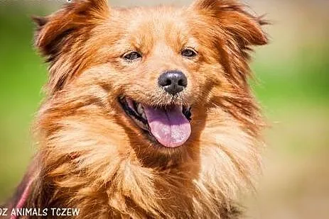 OTOZ Animals - Rudi - śliczny rudzielec czeka na k
