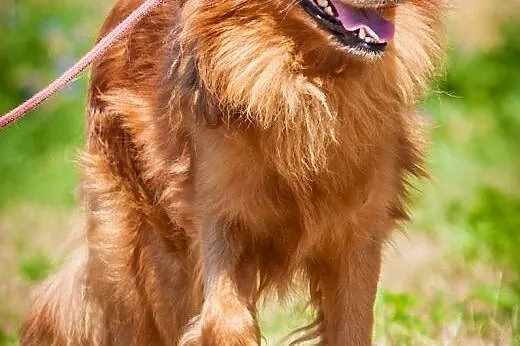 OTOZ Animals - Rudi - śliczny rudzielec czeka na k