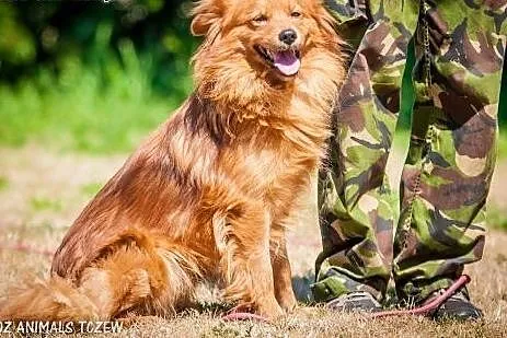 OTOZ Animals - Rudi - śliczny rudzielec czeka na k