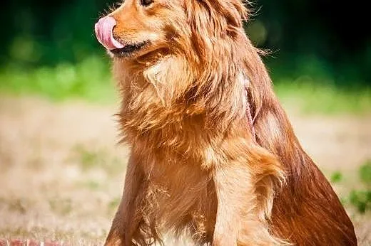 OTOZ Animals - Rudi - śliczny rudzielec czeka na k