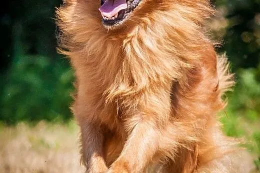 OTOZ Animals - Rudi - śliczny rudzielec czeka na k