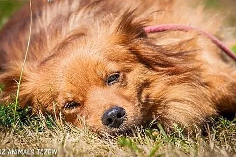 OTOZ Animals - Rudi - śliczny rudzielec czeka na k