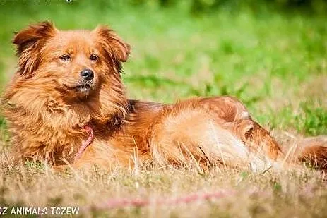 OTOZ Animals - Rudi - śliczny rudzielec czeka na k