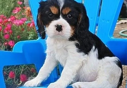 king charles cavalier puppies, , Biała Podlaska