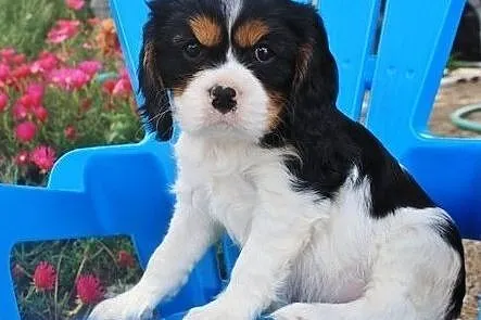 king charles cavalier puppies, , Biała Podlaska