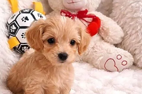 Maltipoo piesek mama maltańczyk tata pudel toy red brown