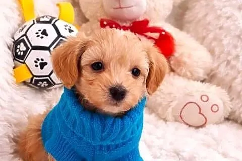 Maltipoo piesek mama maltańczyk tata pudel toy red brown, Świętokrzyskie, Busko-Zdrój